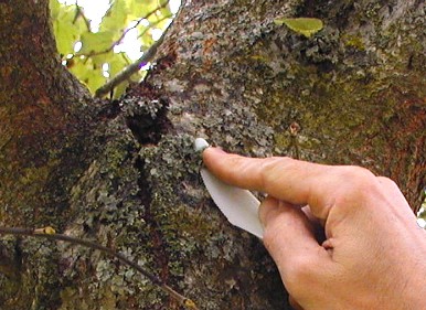 SEIVA Valduc - Observatoire Mycologique 71 prélèvement de lichens