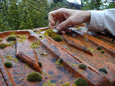 SEIVA Valduc - Observatoire Mycologique 71 prélèvement de lichens